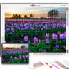 Full 5D Diy Diamond Painting Flowers Tulips 5D Diamond Painting