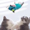 Игрушки для домашних животных Кошки Саморазвлечение Новое звучание Птицы Кошки Износостойкие игрушки