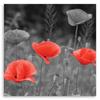 Canvas print, Field poppies flowers nature