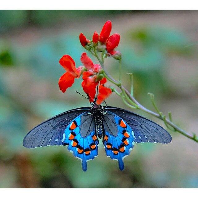 DIY Diamond Painting 5D Colourful Butterfly Full Round/Square Landscape Diamond Embroidery Rhinestone Picture Diamond Art Kit