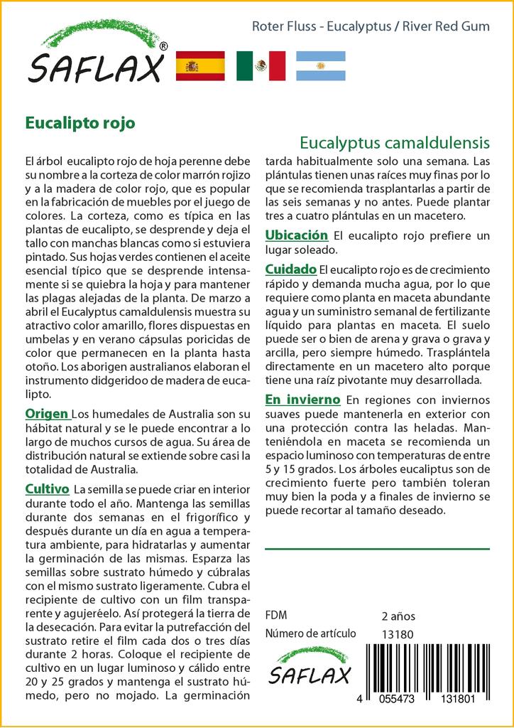 SAFLAX River Red Gum - 200 семян - Eucalyptus camaldulensis