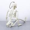 accessories Biology teaching Skeleton model Human Bones Halloween props Car Rearview mirror pendant