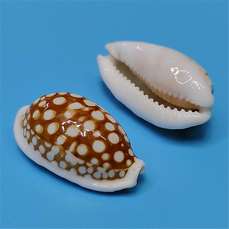 Редкий натуральный экземпляр раковины каури для аквариума или средиземноморского домашнего декора