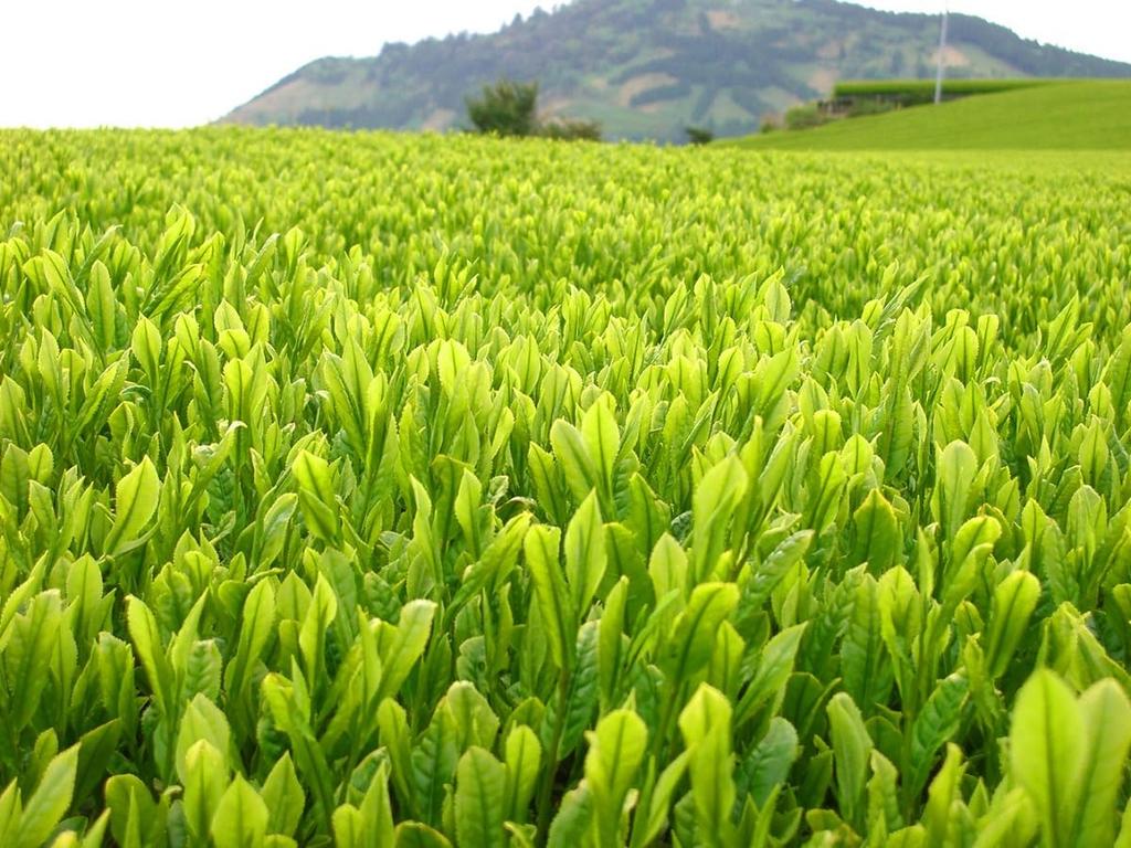 Пакетики зеленого чая холодного заваривания Maruko, 200г (5 г x 40 пакетиков) х 5