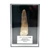 Цукуши Наука Ископаемый Зуб Спинозавра Прибл.. 50мм Динозавр Подлинный Меловой Марокканский
