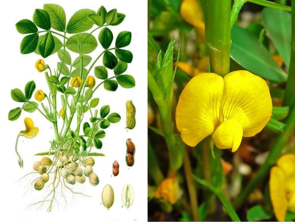 SAFLAX Арахисовое растение - 8 семян - Arachis hypogaea