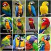 5D Diy Diamond Embroidery Parrot Diamond Painting Animal Full Round Drill Mosaic Cross Stitch Kits Handicraft Home Decor Gift