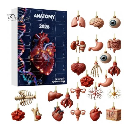 Креативный научный декор 2026 Адвент-календарь по анатомии, Набор из 24-х подвесных украшений-органов тела, Набор человеческих анатомических моделей для подвешивания на Рождественскую елку,