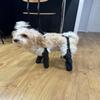 Собачьи ботинки Ботинки для собак Противоскользящие Прочные Защита от грязи Щенячьи ботинки Ботинки для питомцев Собачьи Водонепроницаемые Дышащие Противоскользящие Для улицы