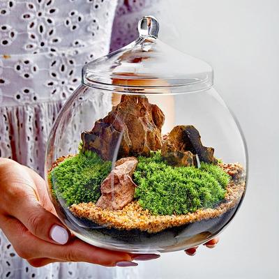 Микропейзаж мох Моховидный шар в форме стеклянной вазы с крышкой Бутылка из свежего зеленого мха Стеклянный террариум Бонсай Украшение рабочего стола