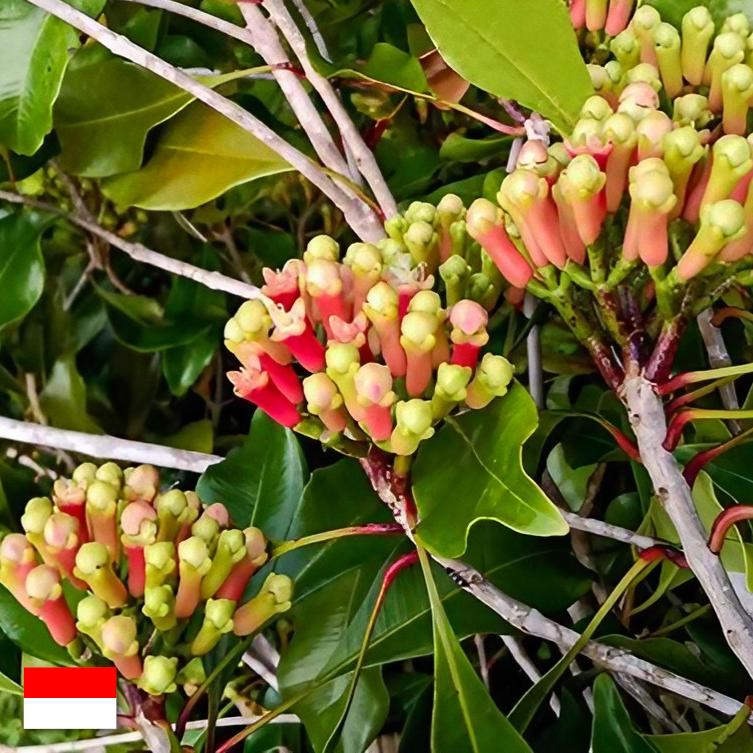 Natural Indonesian Clove Essential Oil