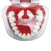 1 Pcs Dental Guide Template Plate For Complete Denture False Teeth Arrangement