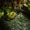 Moisturizing Reptile Carpet Simulation Green Artificial Grass Mat Foldable Rectangle/Square Micro Landscape For Snake Lizard