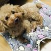Pet Dog Cat Star Paws Bed Mat Soft Fleece Blanket Warm Sleeping Cushion Mattress