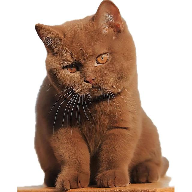 J503# Lovely Cat Persian Cat Sticker On The Car Vinyl Decal Waterproof Decoration Car Stickers