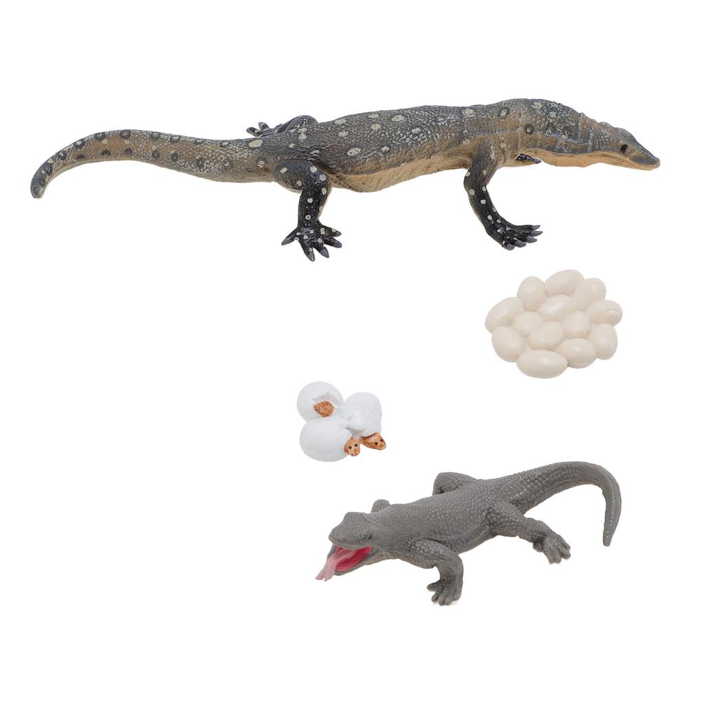 4 Pcs Lizard Life Cycle Toy PVC Realistic Educational Reptile Animal Growth Cycle Toy