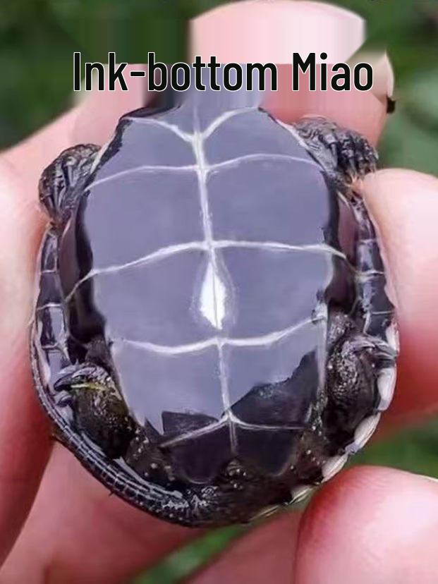 Живые молодые черные ракушечные китайские травяные черепахи - Пруд на открытом воздухе, холодноводный питомец