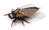 Джексон Живая цикада Весенняя цикада Червь, (Нама-земи), 42 мм, 4,5 г,