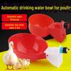 Automatic Drinking Fountain for Birds: Chickens, Ducks, Geese, Pigeons, & Chicks