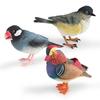 Animal Figure Desk Ornament With Static Design For Science Education And Bird Lovers