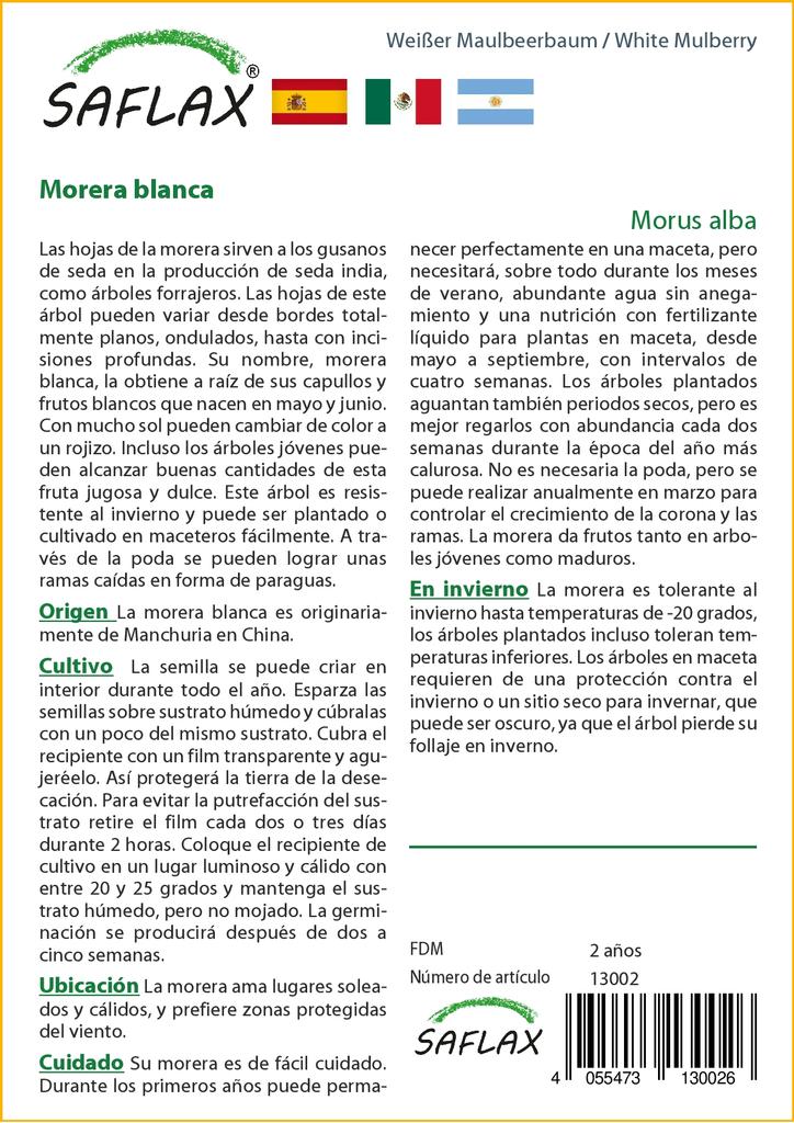 SAFLAX Шелковица белая - 200 семян - Morus alba