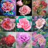 5D DIY Diamond Painting Romantic Flowers Full Diamond Square/round Diamond Embroidery Cross-stitch Set Home Wall Decorative Art