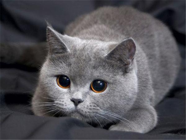 5d Diy Алмазная картина Новая коллекция Кошка Вышивка Мозаика Русская Голубая Животное Квадрат/круглый Домашний Декор