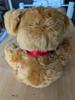 [USED] Steiff Teddy Bear, Blonde and Brown, Plush Toy, with Tag (Final Price Drop)