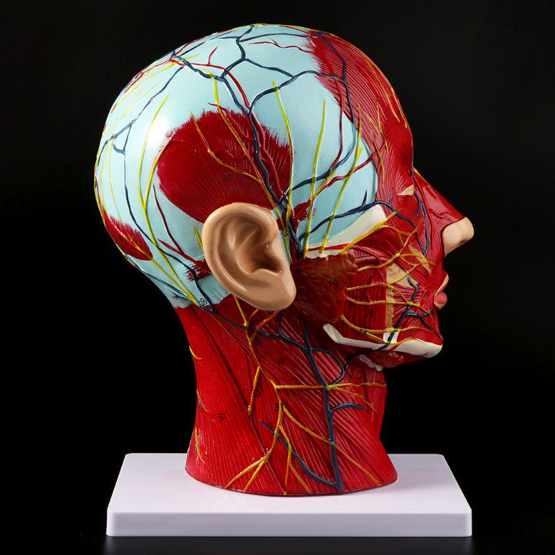 Human Anatomical Half Head Face Anatomy Medical Brain Neck Median Section Nerv Blood Vessel Teaching