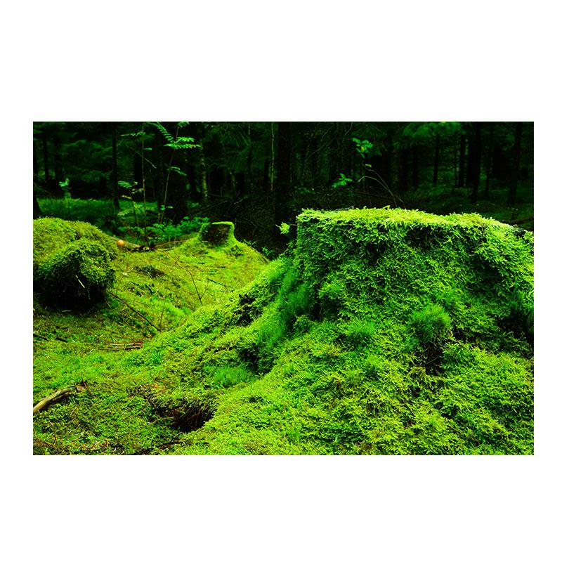 Натуральный зеленый лес свежий мох холст картины настенное искусство зеленое дерево растение искусство постеры и принты для декора гостиной без рамки
