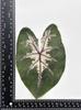 Colored Leaf Caladium Embossing: Rare Pressed Flower Specimen for Teaching & Photo Frames