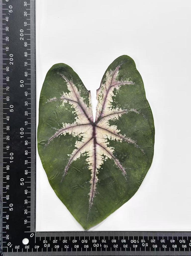 Colored Leaf Caladium Embossing: Rare Pressed Flower Specimen for Teaching & Photo Frames