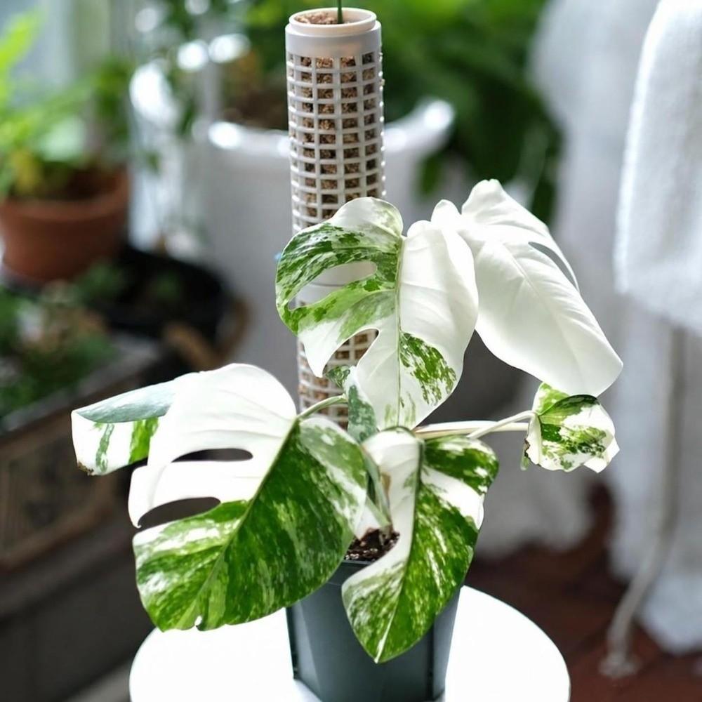 2pcs Plastic Moss Pole Combinable Plant Growth Stand Durable Vertical Plant Columns Indoor Plants