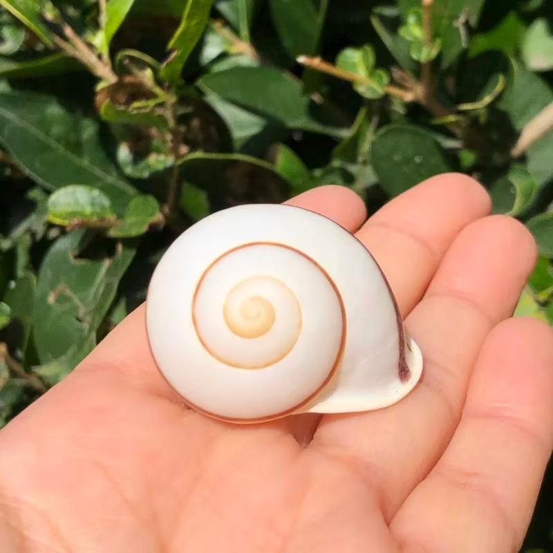 Natural Conch Seashell for Aquarium Landscaping and Hermit Crab Habitat