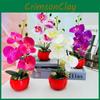 Phalaenopsis Artificial Decor With Highquality Materials For Gift And Use Event
