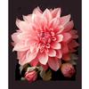 Frame Pink Flowers Painting By Numbers For Adults Picture Coloring By Numbers For Home Wall Decors 40x50cm