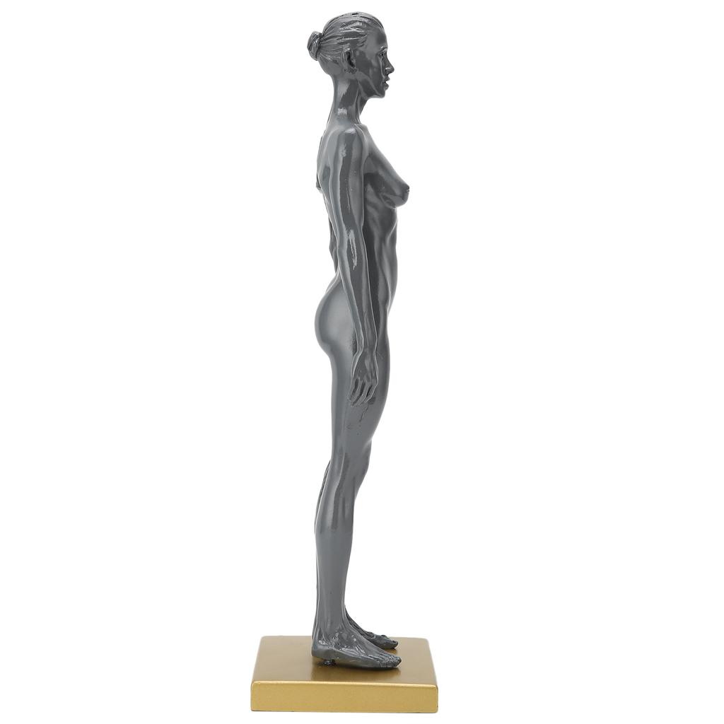 30 см человеческая анатомическая модель женской скелетно-мышечной структуры скульптура для обучения