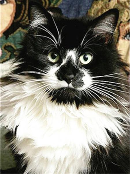 Алмазная картина Кот 5D DIY Алмазная вышивка Распродажа Вышивка крестиком Животные Стразы Мозаика Комплект украшения дома