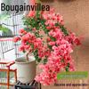 Large Bougainvillea Climbing Plant with Flowers - Indoor/Outdoor Greenery for Balcony and Courtyard