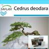 Gift Set - Bonsai - Indian Cedar - 35 Seeds - With Gift Box, Card, Label and Potting Substrate - Cedrus Deodara