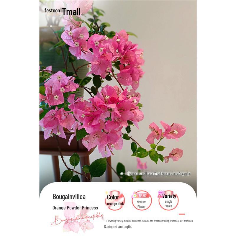 Large Bougainvillea Climbing Plant with Flowers - Indoor/Outdoor Greenery for Balcony and Courtyard