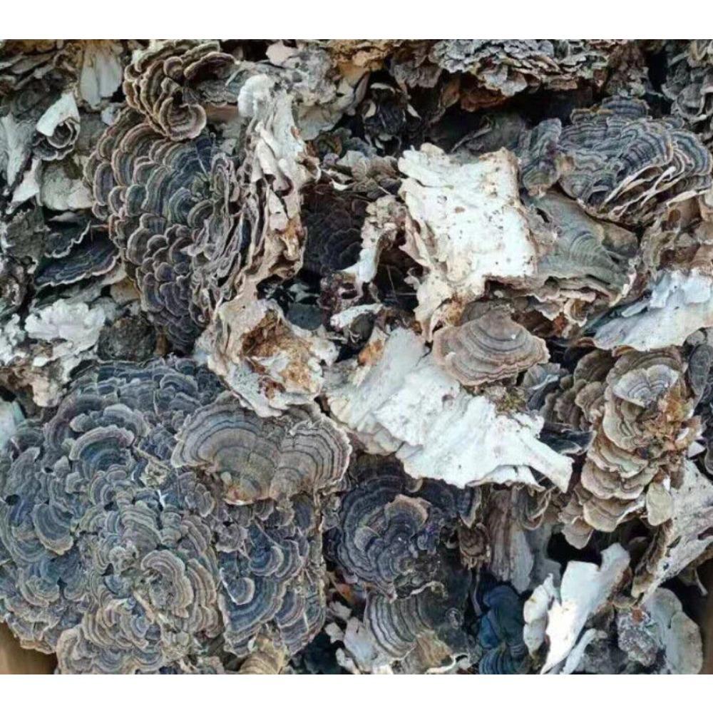 Органический чай из гриба Рейши (Turkey Tail) Травяной чай Натуральная поддержка энергии 500 г