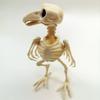New Halloween Prop Plastic Animal Skeleton Bones Skeleton Raven Halloween Decoration Crow Skeleton