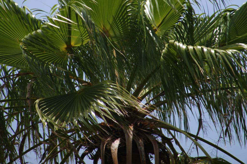 SAFLAX Мексиканская хлопковая пальма - 12 семян - Вашингтония робуста