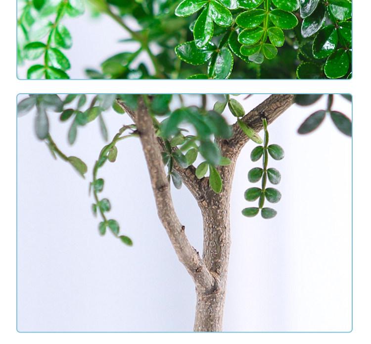 Hydroponic Fragrant Wood Plant: Indoor Insect & Mosquito Repellent, Evergreen, Year-Round Water-Cultured Green Plant for Desktops.