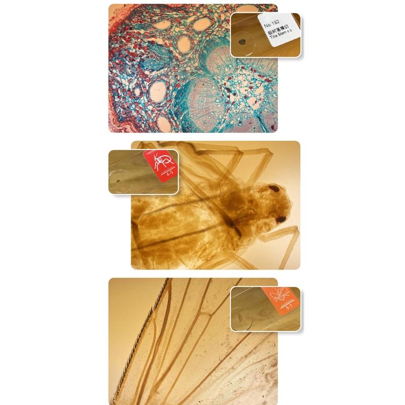 Mini Microscope 400x for Smartphone Camera Lighted Portable LED Lens Digital Microscope Camera Magnifier