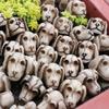 Набор из 20 костей и черепов собак из камня для Хэллоуина, вечеринки и тематического мероприятия