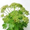 30 Angelica Officinalis Seeds - Semi-Wild Permaculture