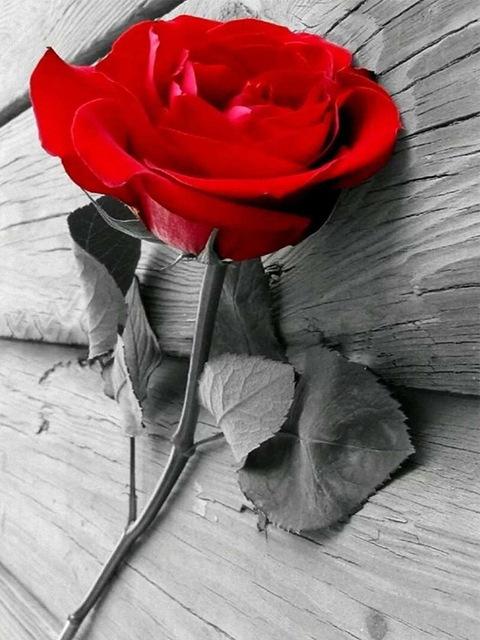 DIY Алмазная картина Цветочная мозаика Алмазная роза 5D Картина Горный хрусталь Вышивка крестом Черный Красный Настенное искусство