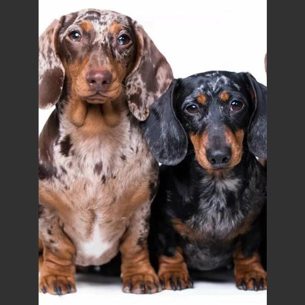 5D DIY Алмазная картина Милая маленькая черная собака Алмазная вышивка Набор для вышивки крестом Полный горный хрусталь Мозаика Домашний декор